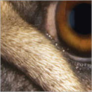мотив мопс мајице са животињским лицем